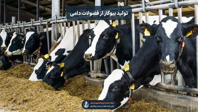 عکسی از گاوداری