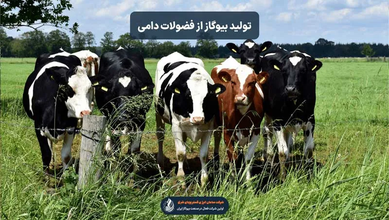 تولید بیوگاز از فضولات گاوها