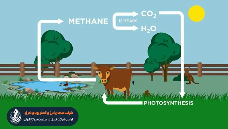رابطه تولید گاز متان از کود حیوانات با استفاده از بیوگاز