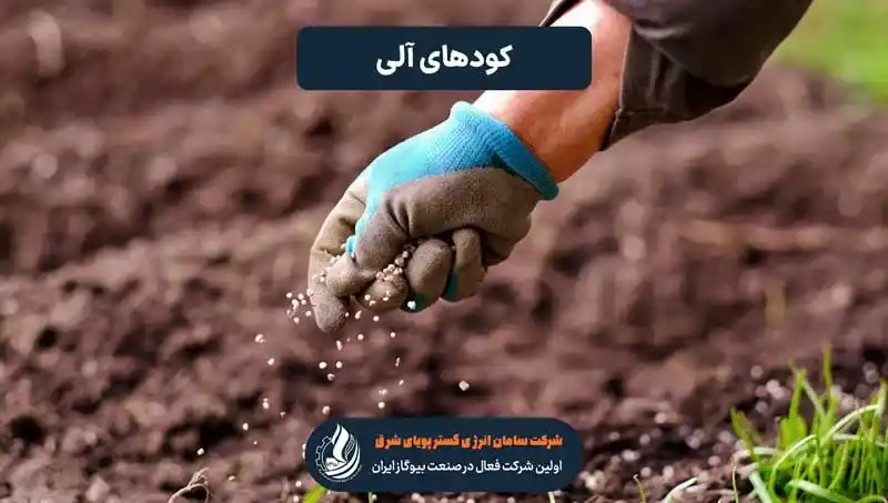 پاشیدن بذر بعد از ریختن کودهای آلی در کشاورزی