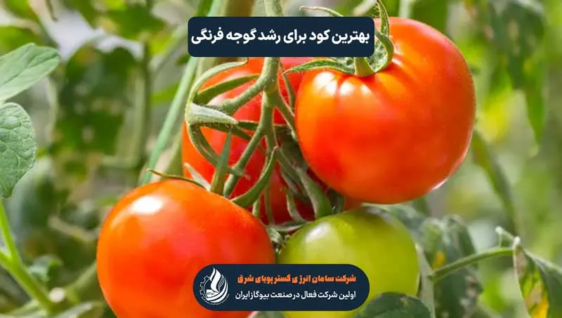 گوجه فرنگی خانگی