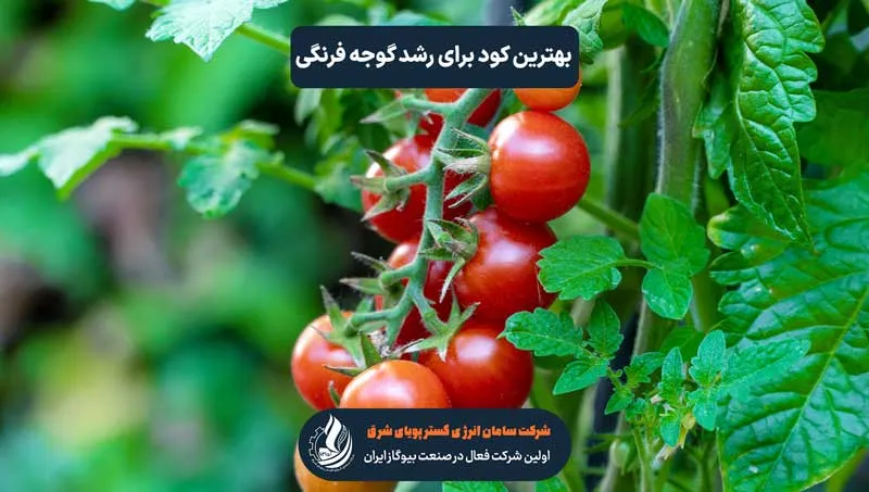 گوجه فرنگی