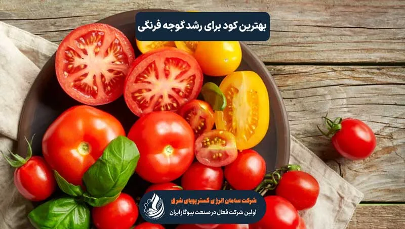 بهترین کود برای رشد گوجه فرنگی بهترین کود برای رشد گوجه فرنگی