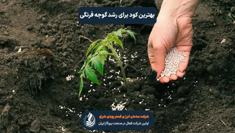 کمپوست گوجه فرنگی