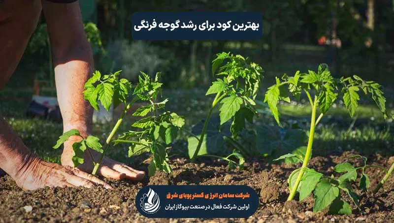 بهترین کود برای گوجه فرنگی