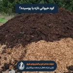 کود حیوانی تازه یا کود حیوانی پوسیده؟