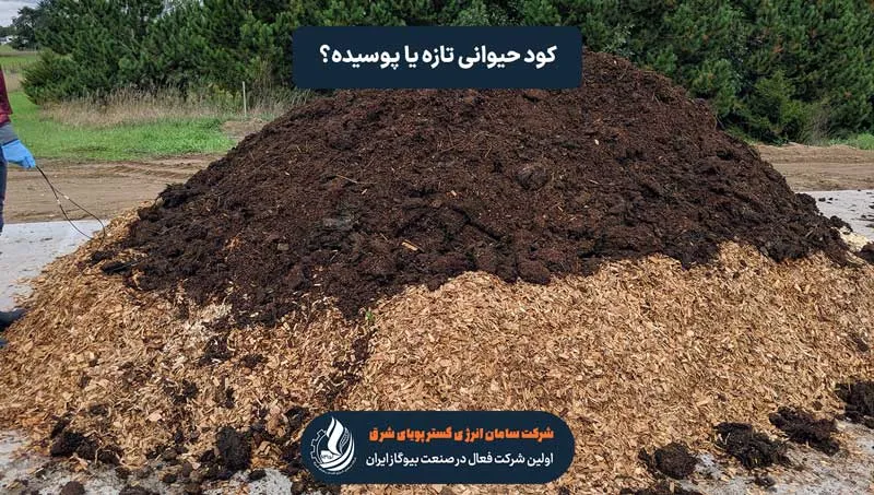 کود حیوانی تازه یا کود حیوانی پوسیده؟
