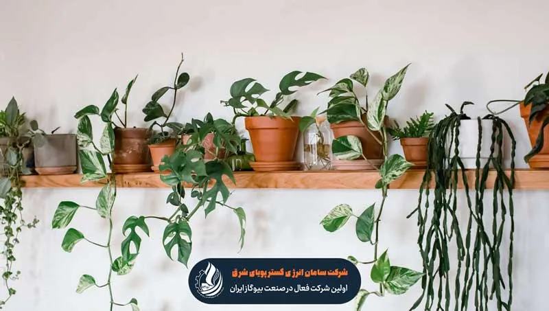 گیاهان آپارتمانی