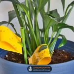 خداحافظی با پشه سیاه گلدان، ۵ راه ویژه فقط با مواد داخل خانه