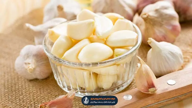 حبه های سیر