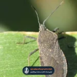 راه های مبارزه با آفات گیاهان باغی و درختان (راهنمای جامع ارگانیک و شیمیایی) راه های مبارزه با آفات گیاهان باغی و درختان (راهنمای جامع ارگانیک و شیمیایی)