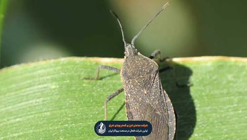 راه های مبارزه با آفات گیاهان باغی و درختان (راهنمای جامع ارگانیک و شیمیایی) راه های مبارزه با آفات گیاهان باغی و درختان (راهنمای جامع ارگانیک و شیمیایی)