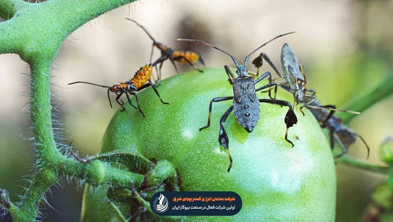 راه های مبارزه با آفات گیاهان باغی