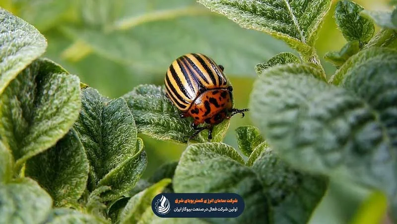 کفشدوزک ها برای از بین بردن آفات درختان