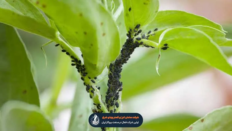 آفات درختان